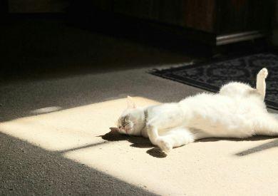 Jak vybavit domácnost pro kočku, aby byla v bytě spokojená