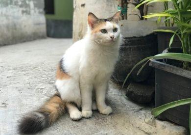 Jaro a kočky: Jak podpořit zdraví, aktivitu a pohodu vašeho mazlíčka