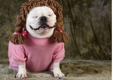 Mýty o psech, kterým lidé stále věří