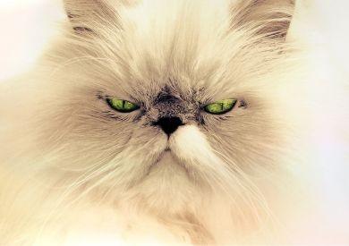 Nejznámější kočky internetu a proč se staly slavnými