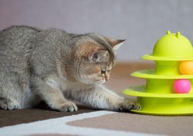 Cat enrichment: Možná se moje kočka doma trochu nudí a já jsem si toho vůbec nevšimla