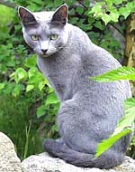 Přinesli jsme si domů kotě