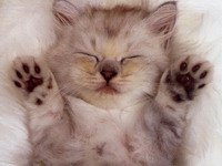 Vakcinace - očkování koťat a dospělých koček