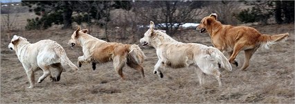 Vybíráme kočičku (a nebo pejska?)