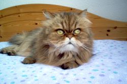 Perská kočka úvod