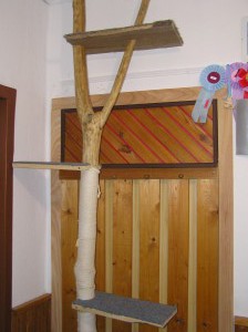 Jak odnaučit koťátko škrábat sedačku