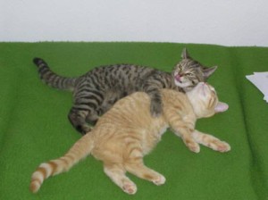 Jak seznámit koťátko s ostatními kočkami