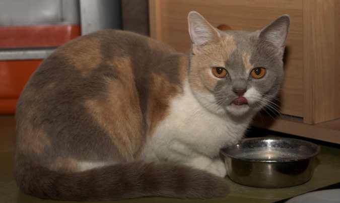 Výživa kočky