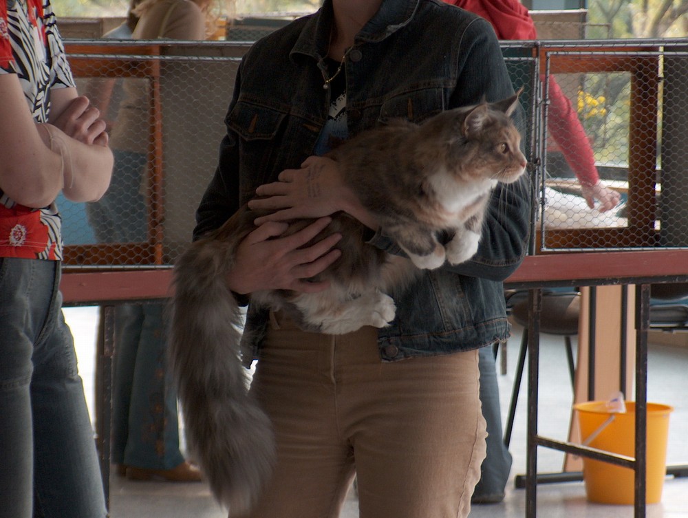 Jak se připravit na výstavu koček