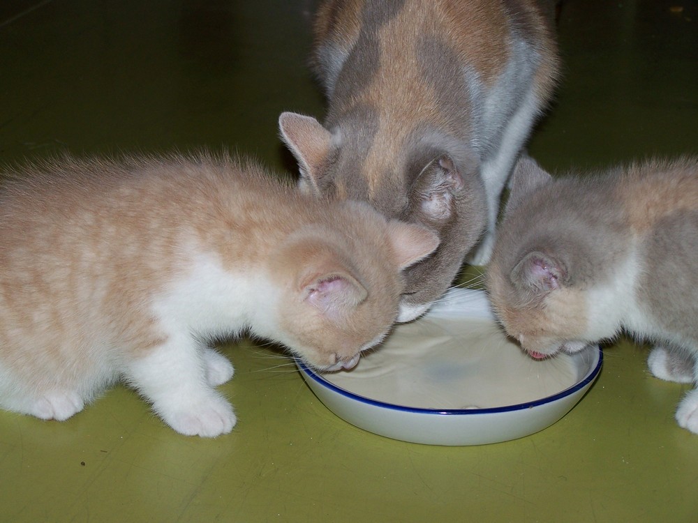 Krmení podle období života kočky