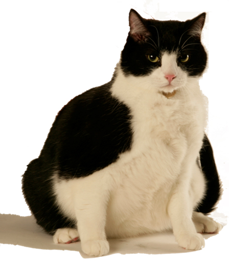 Kdo je odpovědný za epidemii obezity u domácích mazlíčků?