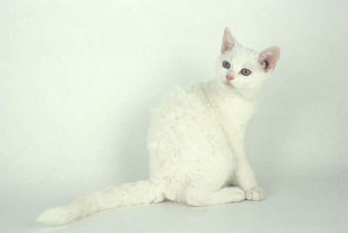 Americká hrubosrstá kočka