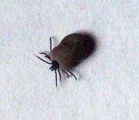 Klíšťata a jejich vliv na zdraví zvířat