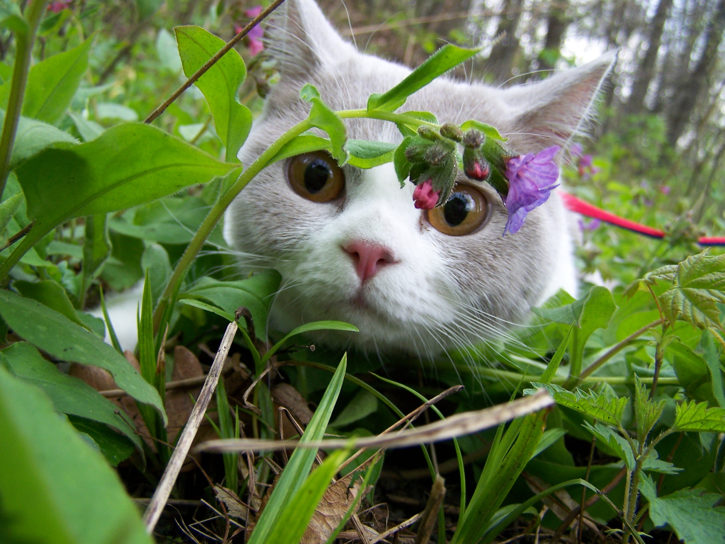 Nebezpečné rostliny pro kočku