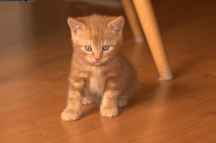 Vybíráme koťátko, aneb jak se správně rozhodnout