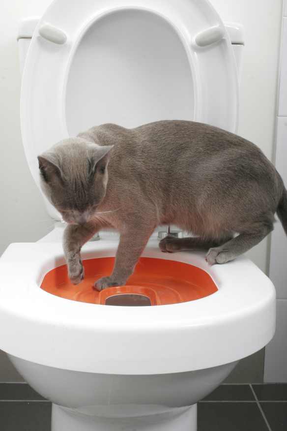 LitterKwitter - rozlučte se s kočkolitem!