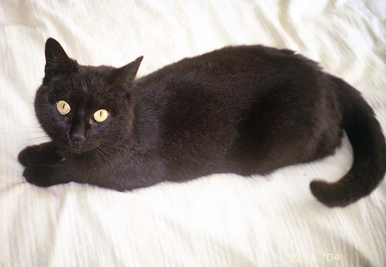 23. umisťovací výstava opuštěných kočiček.