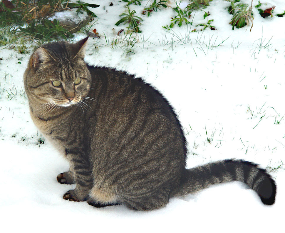 Umisťovací výstava koček bez domova, aneb VÁNOCE V ÚTULKU