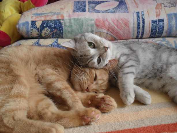 Starší kočka a nově příchozí kotě