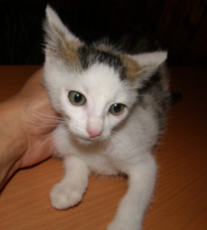 Bystrozraký slepému nevěří..