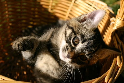 Jak změní příchod kočky váš život