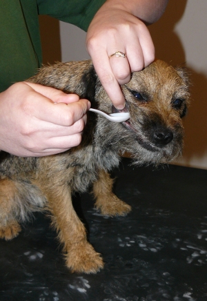 Otravy psů a koček 