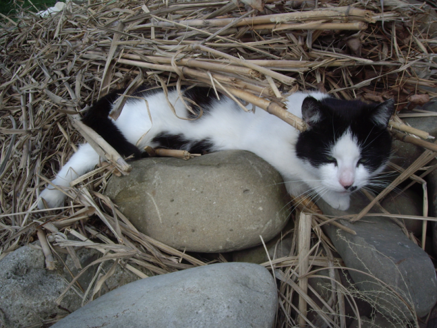 Dospívání, první říje a kocouří toužení