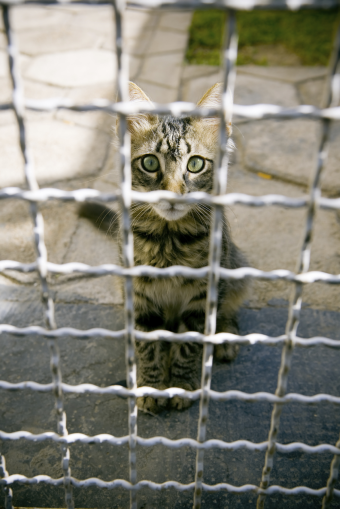 Jak ohlásit týrání zvířat?