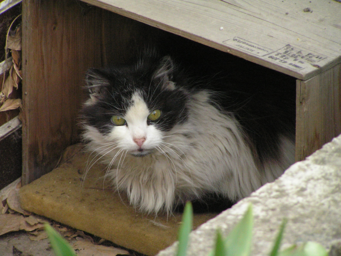 Čokoláda – sladký jed