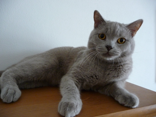 Otravy psů a koček II