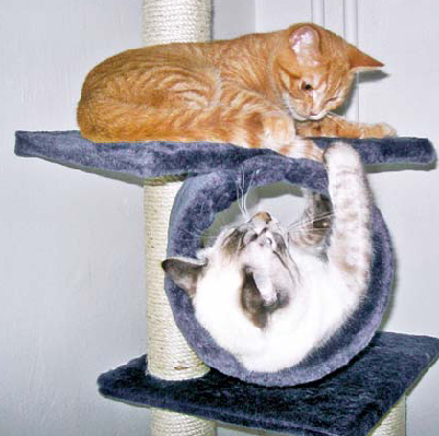 Hrajeme si s kočkou