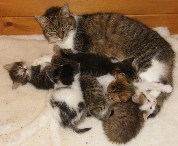 KOČIČÍ POVODŇOVÉ SOS - MĚSÍC POTÉ