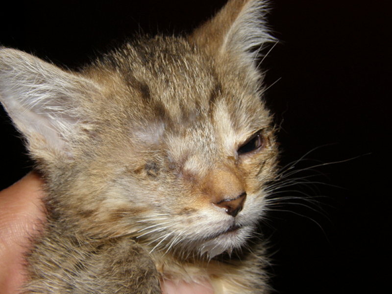 ŽIŽI - malý velký bojovník