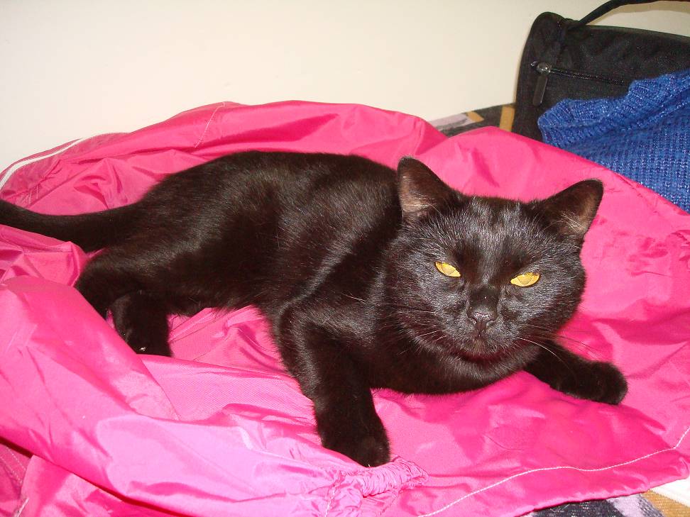 Jak mi pomáhá felinoterapie...