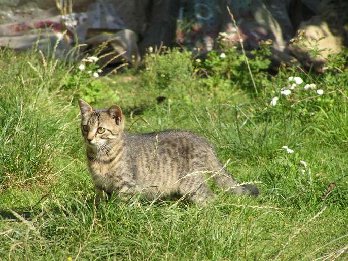 Mladí lidé pomáhají útulkům benefičními koncerty