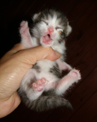 Smažené kočičí na kyselo