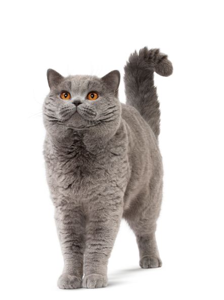 3 časté mýty o výživě psů a koček