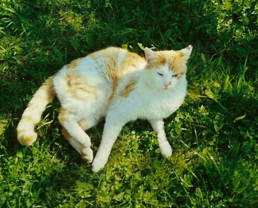 Milý člověk nebo kočkovrah?