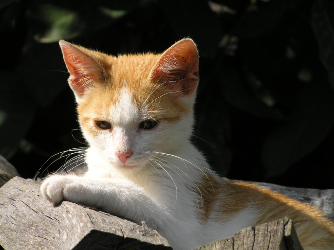 Péče o zuby a záchovná stomatologie u psů a koček