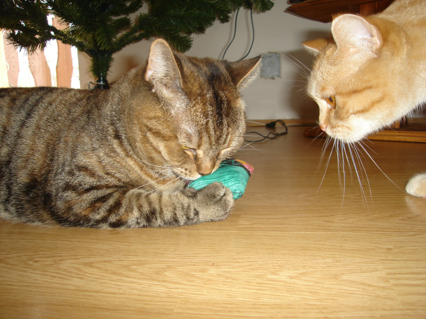 Omamná vůně bylinek