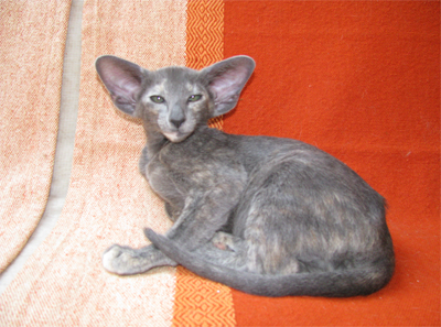 Orientální a siamské kočky