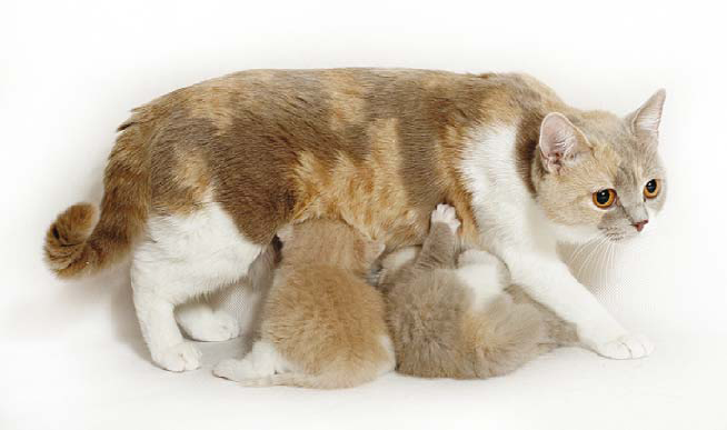 Odlišnosti v krmení kocourů a koček