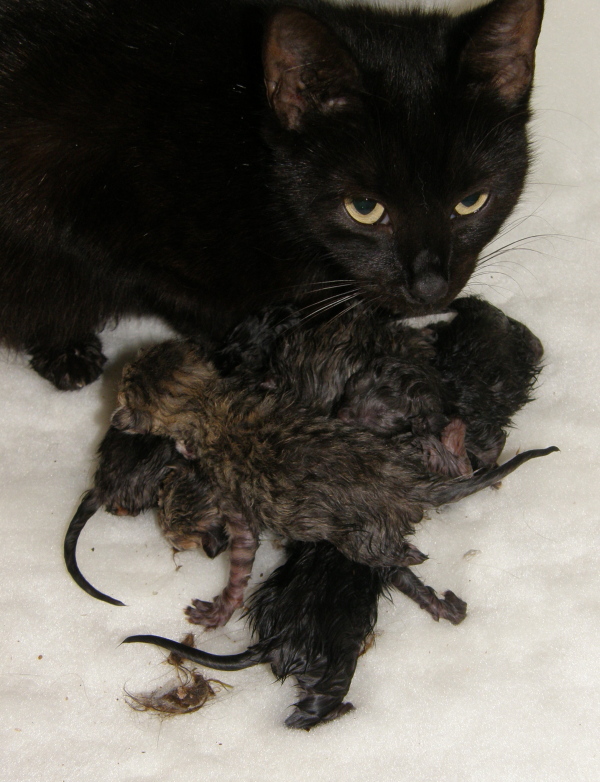 Podpořte kastrační program