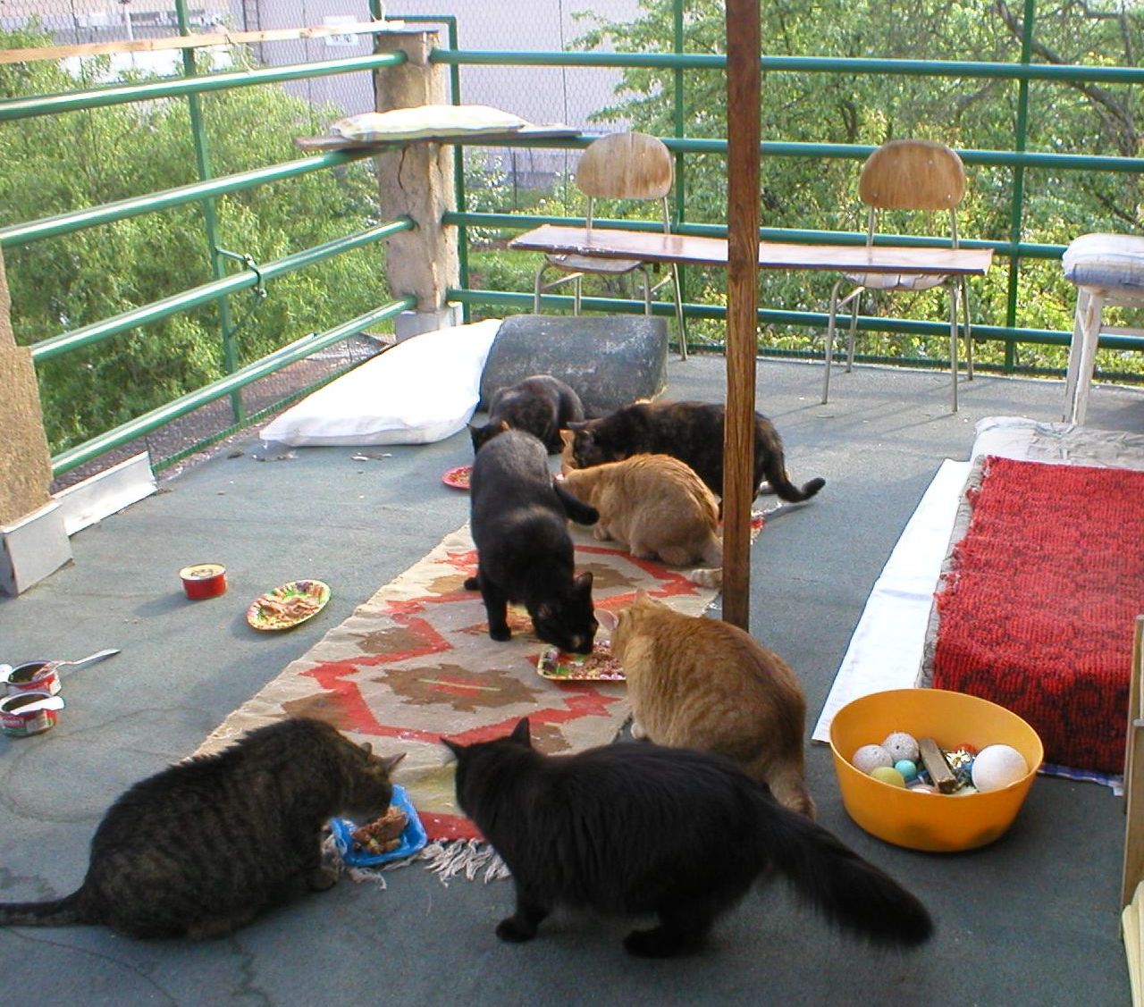 Občanské sdružení KOČIČÍ NADĚJĚ