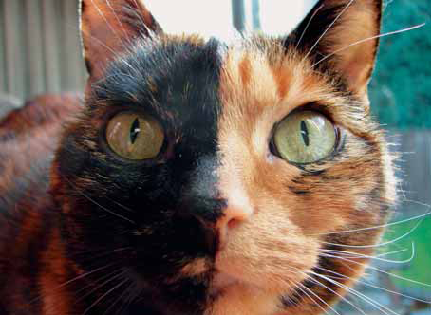 Co potřebují kočky