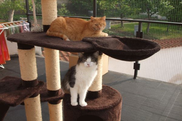 O.S. Srdcem pro kočky