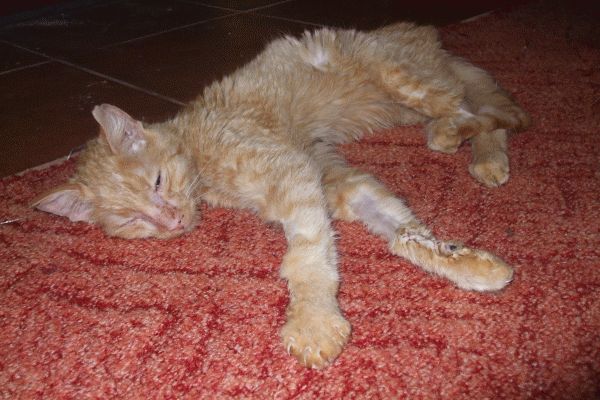 Trpký příběh vývojově zaostalé kočičky Hanulky 