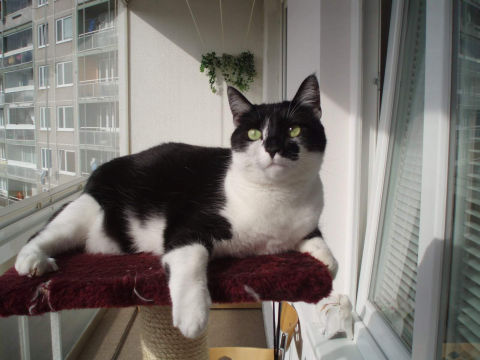 Neúnavné pozorovatelky