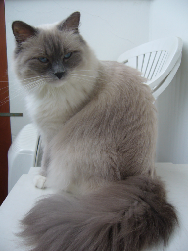 Protestní močení a kálení