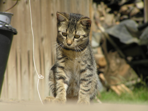 Příznaky nemocí u koček